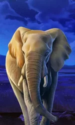 African Elephant